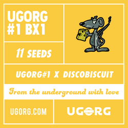 UGORG#1 BX1